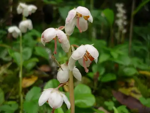 Foto dokumenter Pyrola calliantha