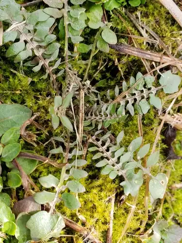 Foto dokumenter Planodes virginicum