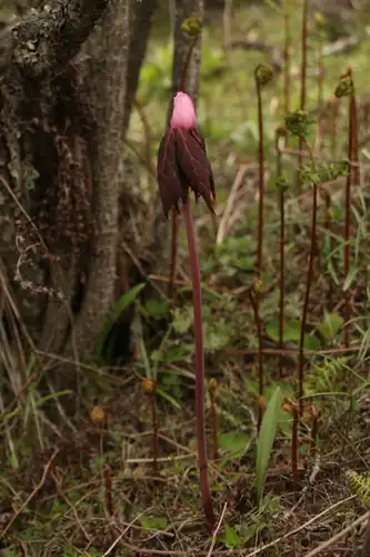 Foto dokumenter Podophyllum hexandrum