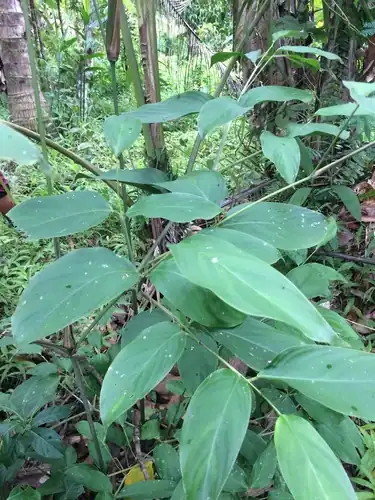 Foto dokumenter Donax canniformis
