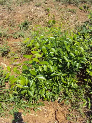 Foto dokumenter Reissantia indica