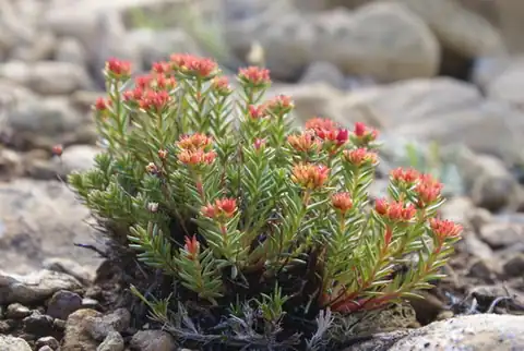 Foto dokumenter Rhodiola quadrifida