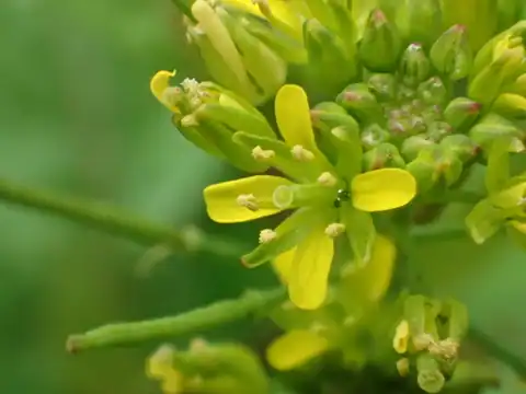 Foto dokumenter Rorippa indica
