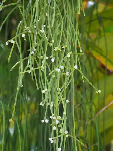 Foto dokumenter Rhipsalis baccifera