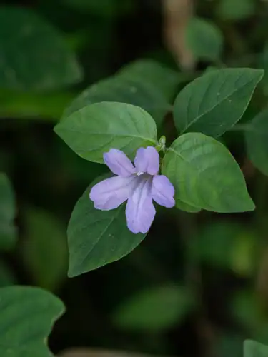 Foto dokumenter Ruellia prostrata