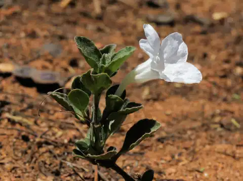 Foto dokumenter Ruellia patula