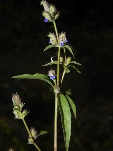 Foto dokumenter Rungia pectinata
