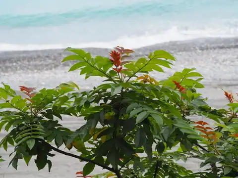 Foto dokumenter Rhus chinensis