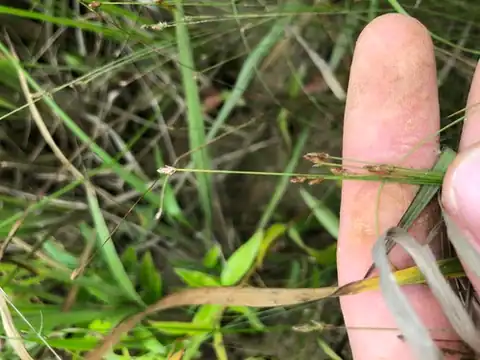 Foto dokumenter Eleocharis brittonii