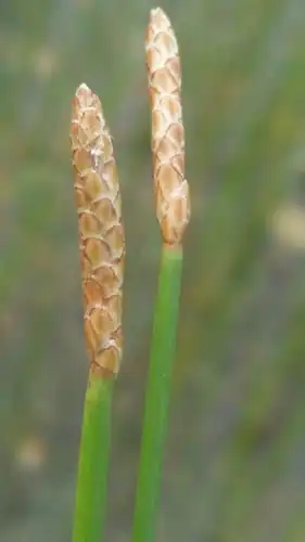 Foto dokumenter Eleocharis cellulosa