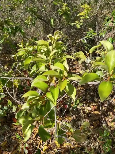 Foto dokumenter Roupala montana
