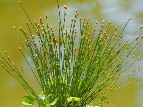 Foto dokumenter Eleocharis geniculata
