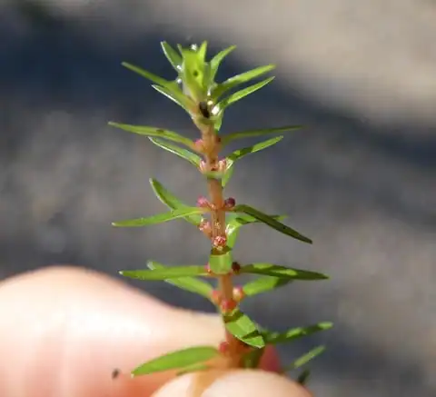 Foto dokumenter Rotala mexicana