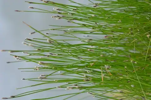 Foto dokumenter Eleocharis macrostachya