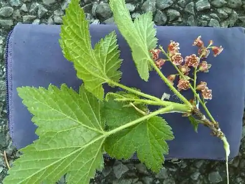 Foto dokumenter Ribes petraeum