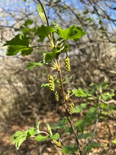 Foto dokumenter Ribes multiflorum