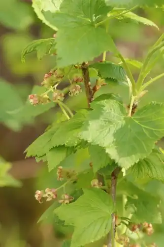 Foto dokumenter Ribes nigrum