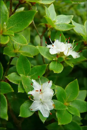 Foto dokumenter Rhododendron tschonoskii