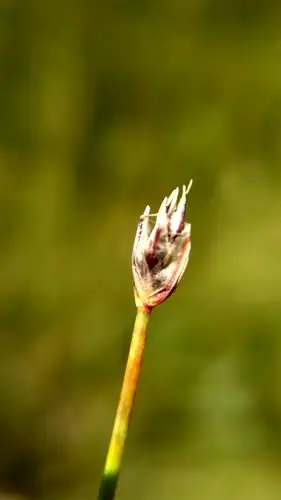 Foto dokumenter Eleocharis quinqueflora