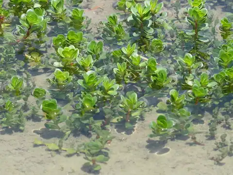 Foto dokumenter Rotala indica