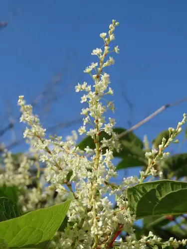 Foto dokumenter Reynoutria japonica
