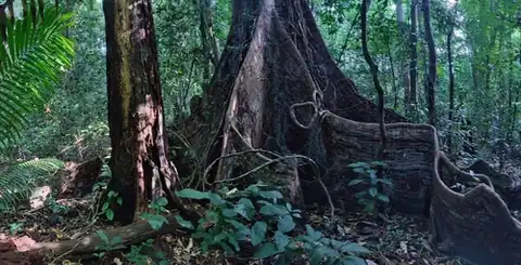 Foto dokumenter Terminalia bialata