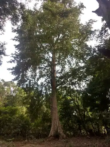 Foto dokumenter Terminalia arjuna