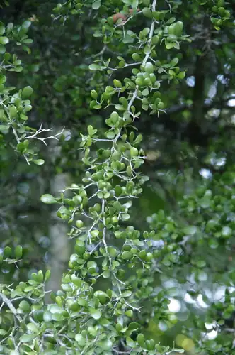 Foto dokumenter Terminalia molinetii
