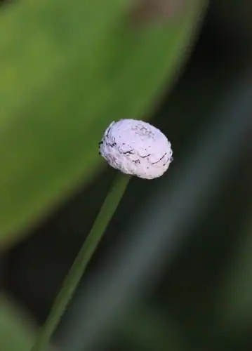 Foto dokumenter Eriocaulon australe