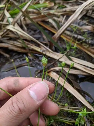 Foto dokumenter Eriocaulon buergerianum