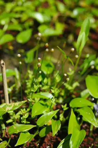 Foto dokumenter Eriocaulon cinereum