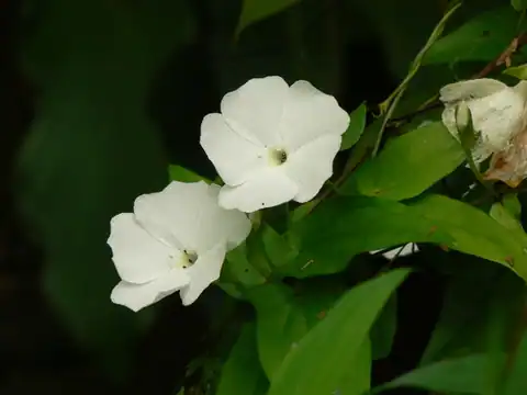 Foto dokumenter Thunbergia fragrans