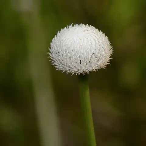 Foto dokumenter Eriocaulon decangulare