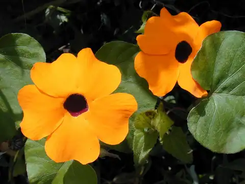 Foto dokumenter Thunbergia alata