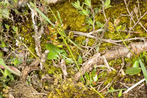 Foto dokumenter Teesdalia coronopifolia