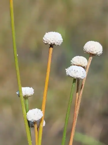 Foto dokumenter Eriocaulon lineare
