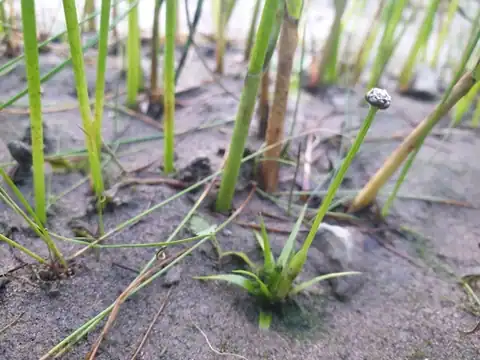 Foto dokumenter Eriocaulon parkeri