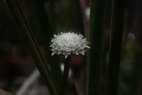 Foto dokumenter Eriocaulon sonderianum