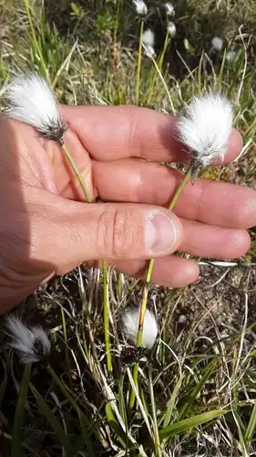 Foto dokumenter Eriophorum callitrix