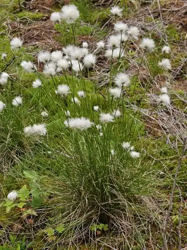 Foto dokumenter Eriophorum vaginatum