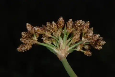 Foto dokumenter Fimbristylis cymosa