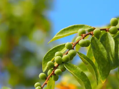 Foto dokumenter Bridelia tomentosa