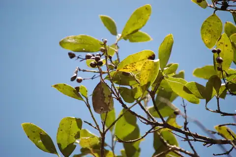 Foto dokumenter Garrya laurifolia