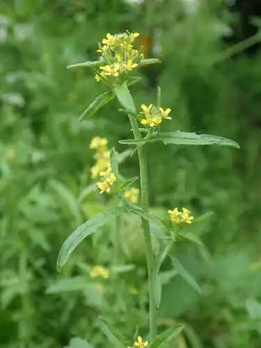 Foto dokumenter Sisymbrium officinale