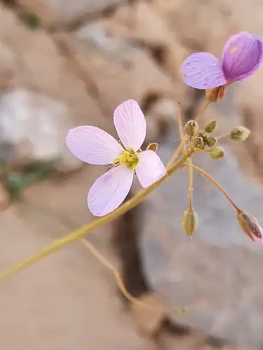 Foto dokumenter Savignya parviflora