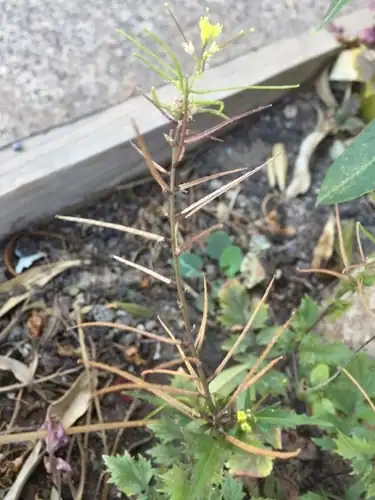 Foto dokumenter Sisymbrium erysimoides