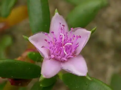 Foto dokumenter Sesuvium portulacastrum