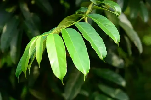Foto dokumenter Gynocardia odorata