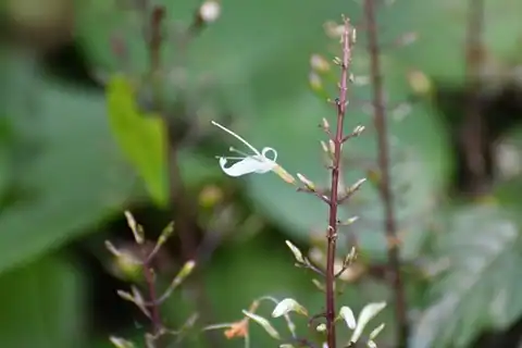 Foto dokumenter Stenostephanus silvaticus