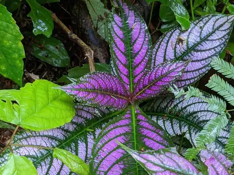 Foto dokumenter Strobilanthes auriculata